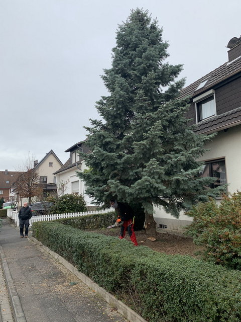 Weihnachtsbaum 2020 001