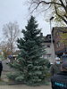 Weihnachtsbaum 2020 005